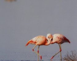 Muestra fotográfica “Picos y plumas”