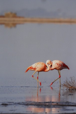 flamencos (2)